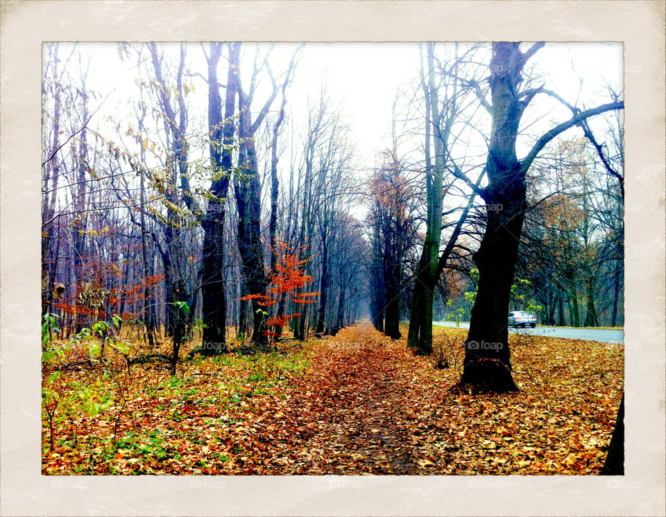 warsaw forest autumn mission5 by sameerthapa