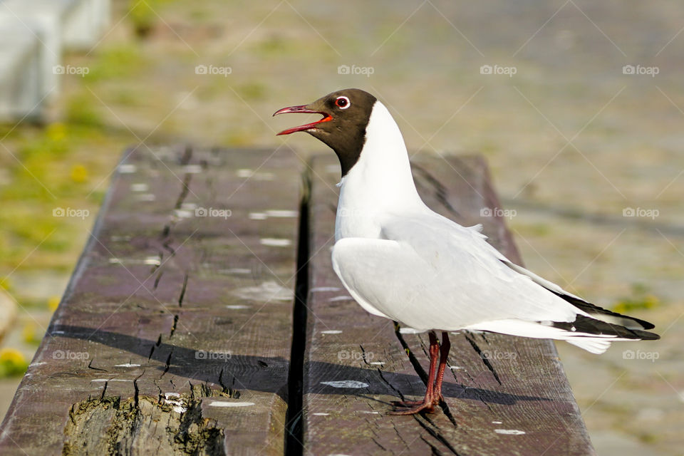 arctic tern or sterna paradisea in the harbor of Liepaja