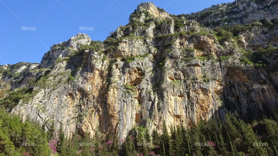 Trees growing on rocky mountain
