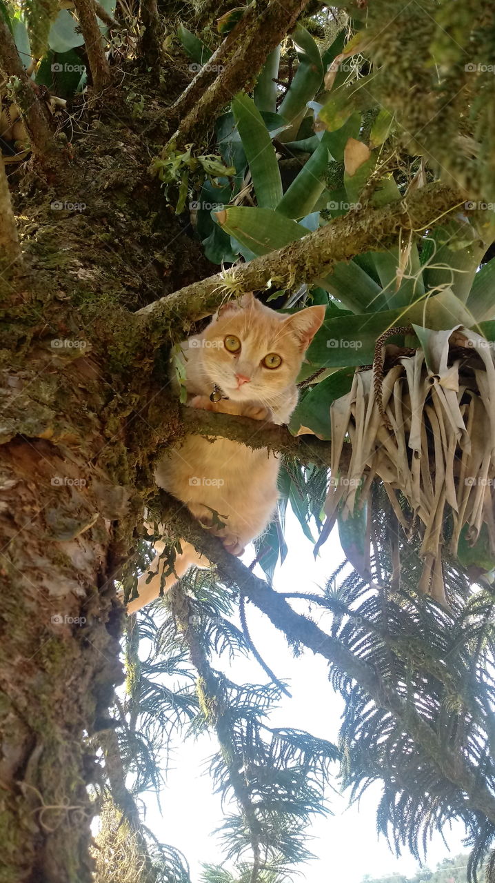 GATO ÁRVORE