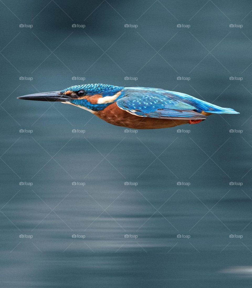 kingfisher hunting a fish