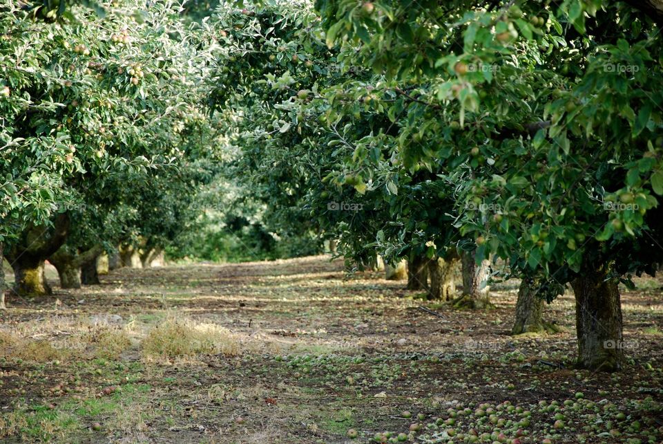 Fruit trees