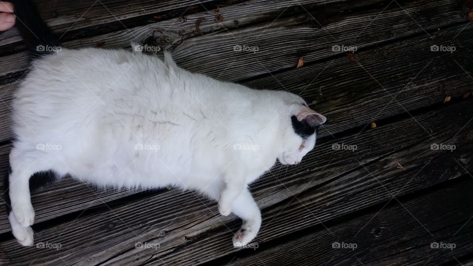 Sleeping cat