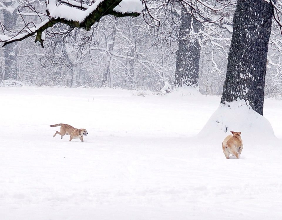 snow winter dog fun by lexlebeur
