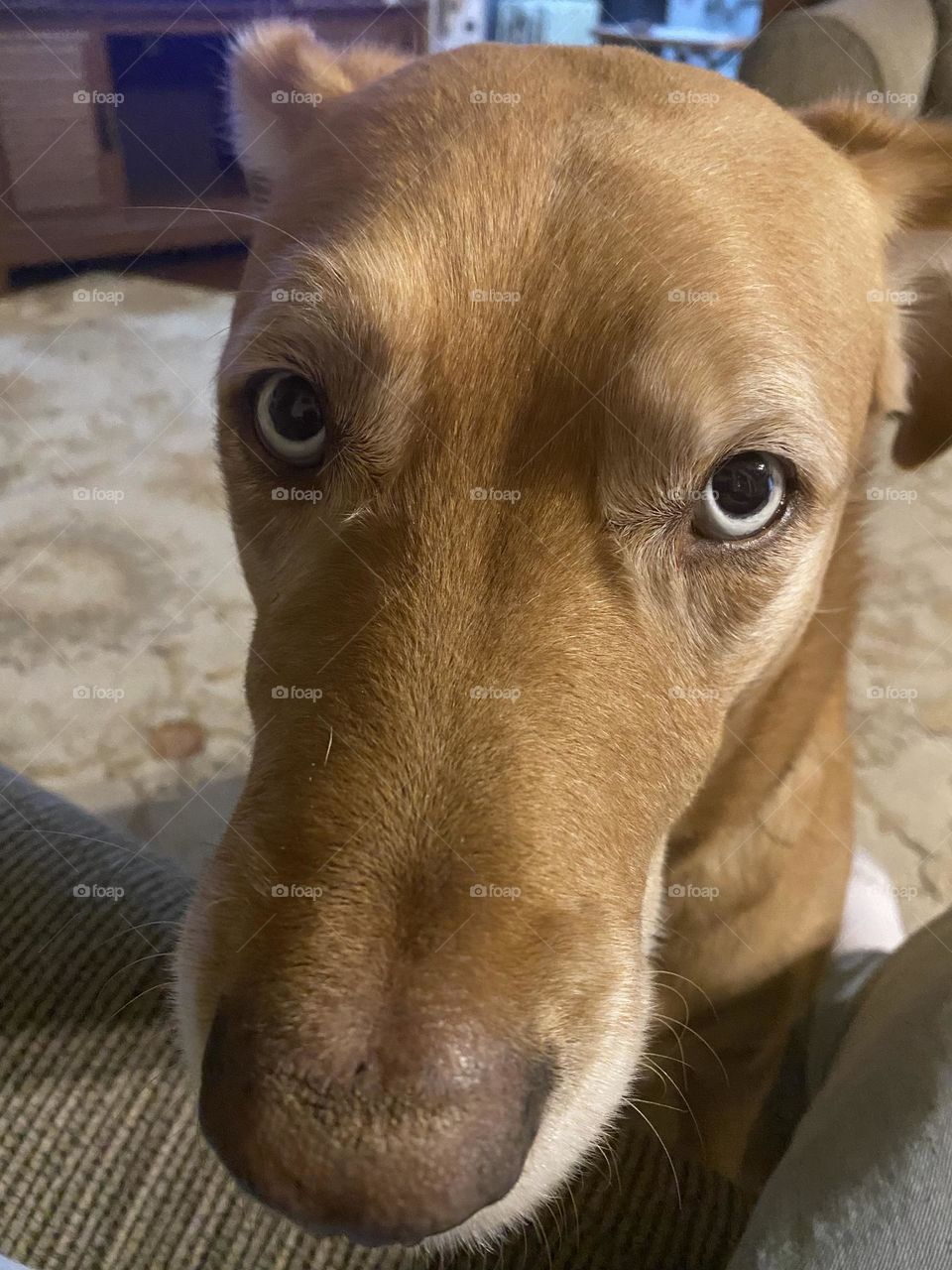 I to enjoy chicken sandwiches 