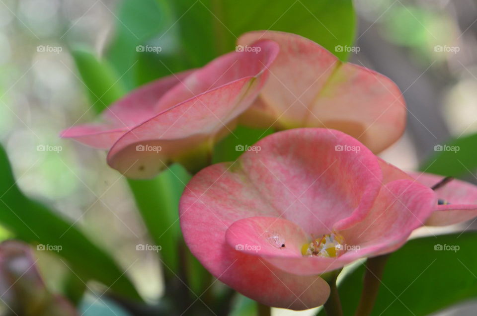 focused width pink eforbia flowers