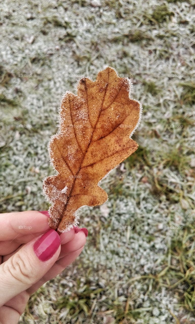 Woman hand holding frosted leaf close-up