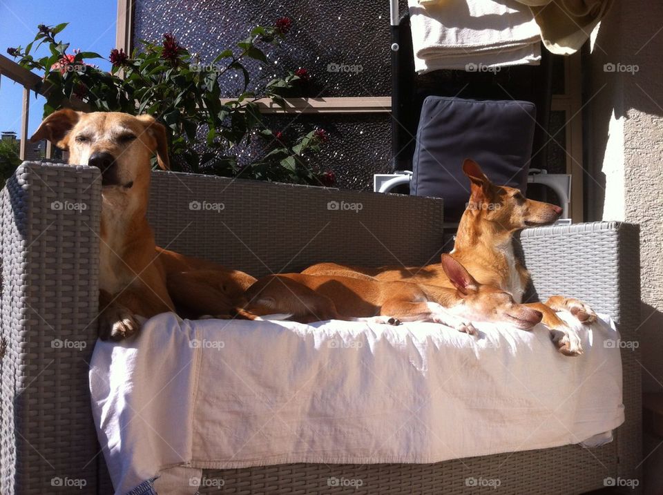 3 dogs hanging out