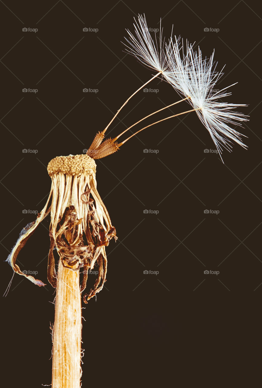 Closeup of dandelion seeds