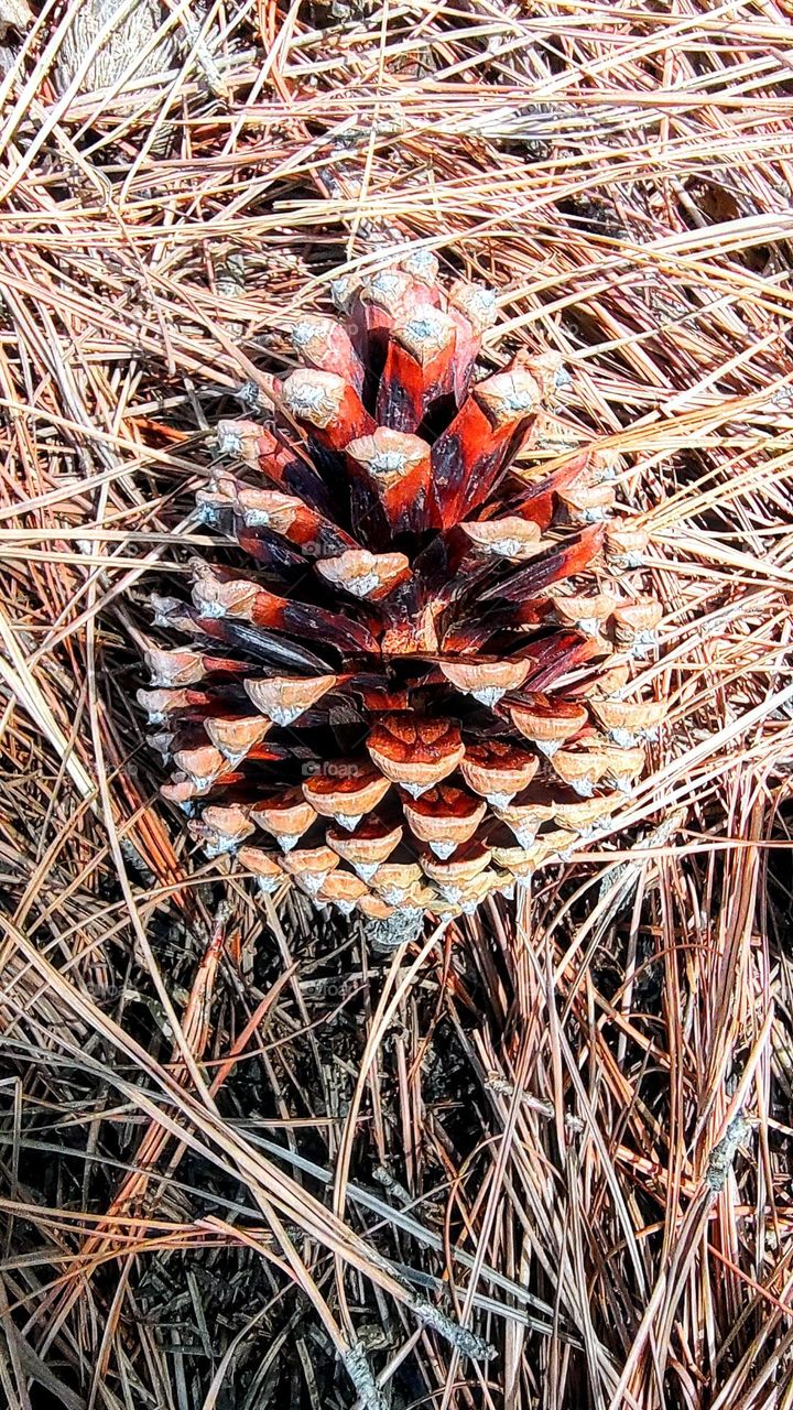 Pinecone