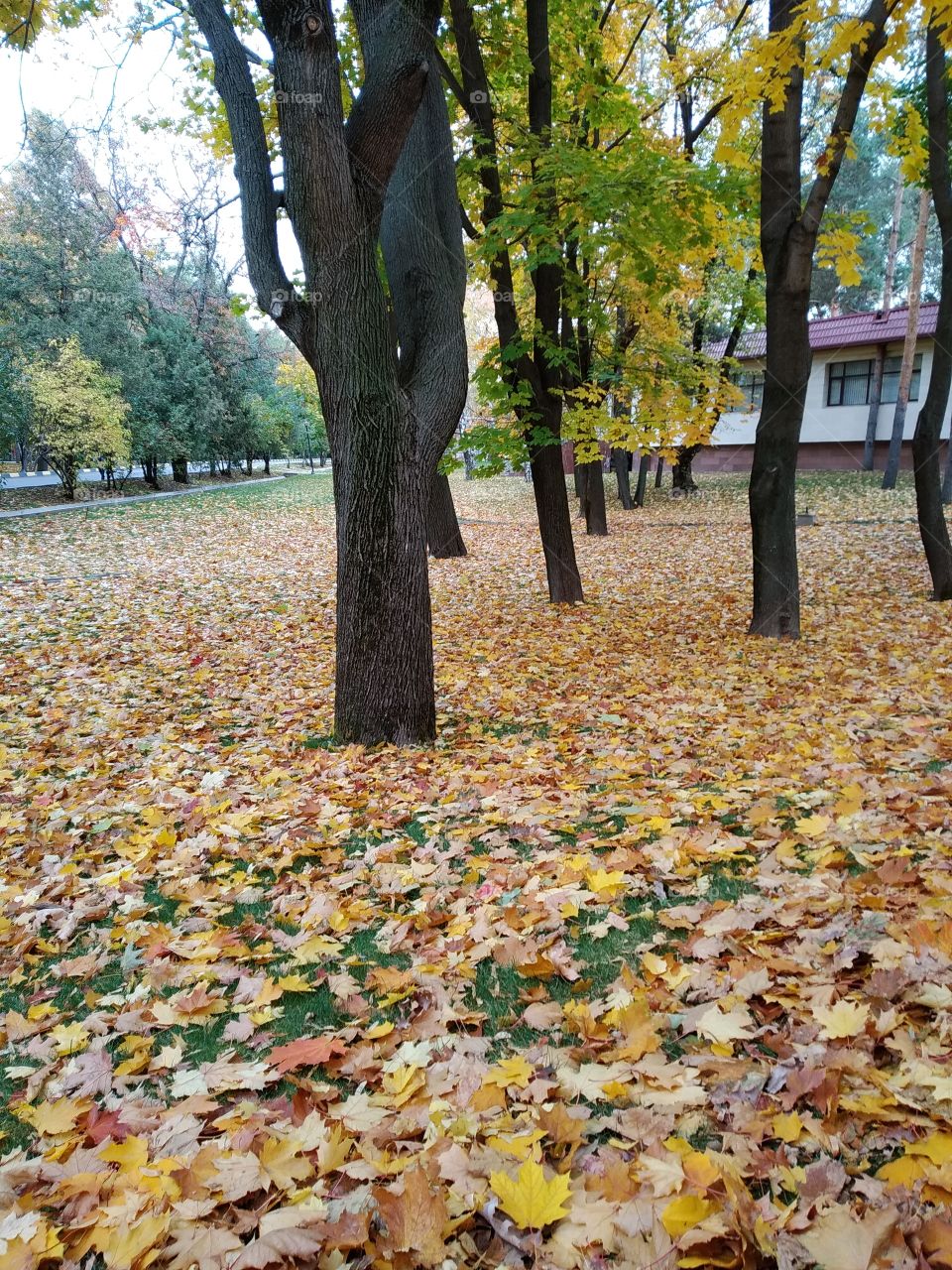 Fall