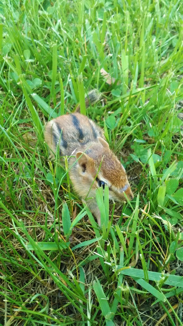 A baby chipmunk in the grass