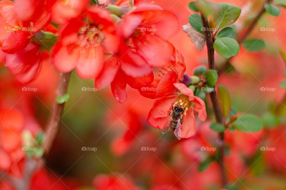 Bee on Flower