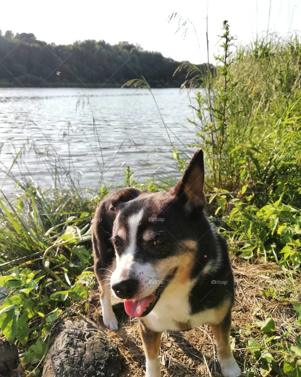 Süßer kleiner Hund am Wasser Nord-Ostsee-Kanal