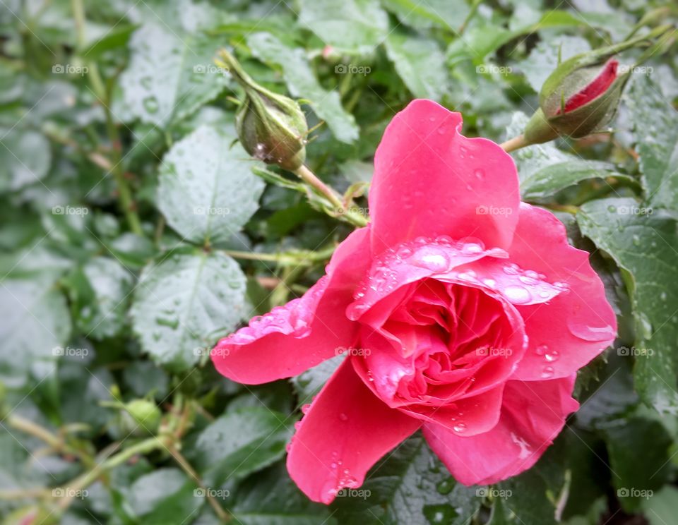 Rain in Hamburg.Rose