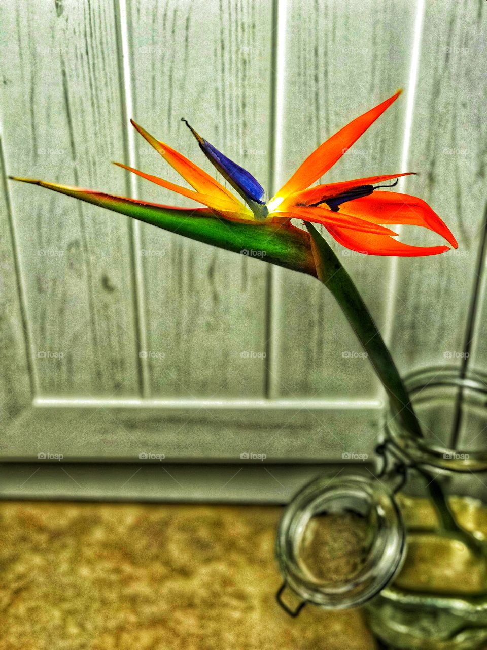 Strelitzia