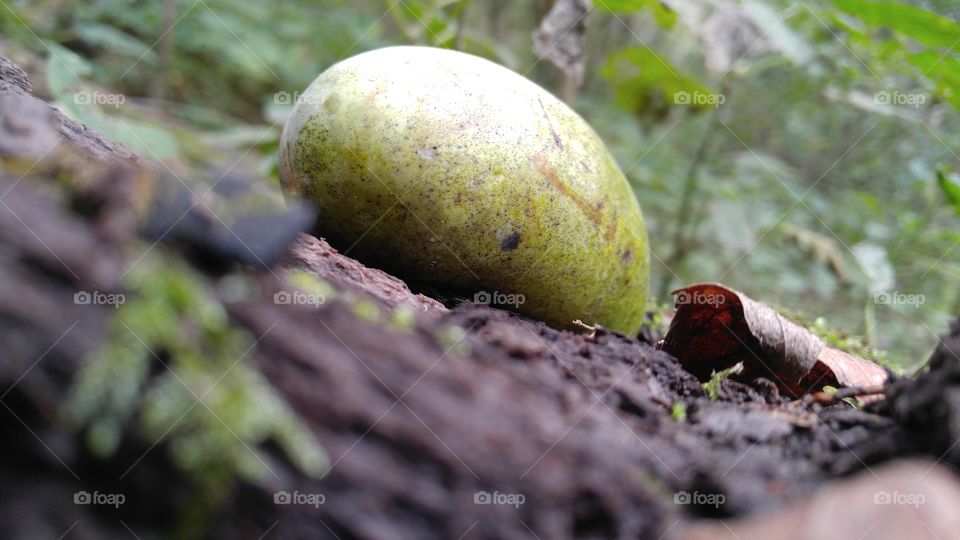 Wild Paw Paw Fruit
