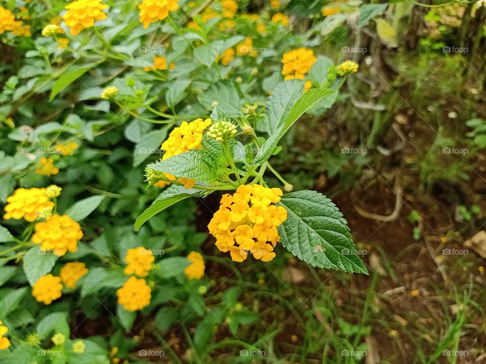 The 'pretty yellow flower grows in the wild