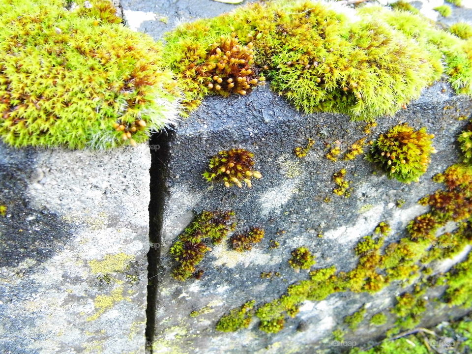 Moss on stone in the garden and for biological study