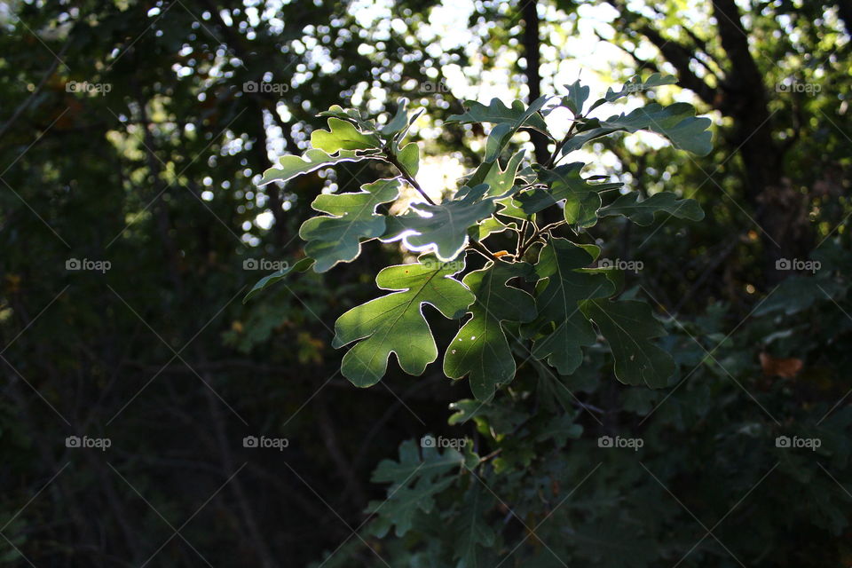 Leaves with the sun coming through it. Plant life. Green oak leaves. 