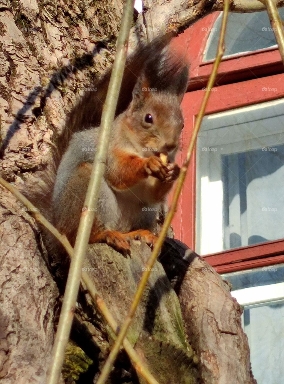 Late fall. Sunny day. A fluffy squirrel sits on a tree and gnaws a nut. In the background is the window of an old building. Harmony. Human and nature