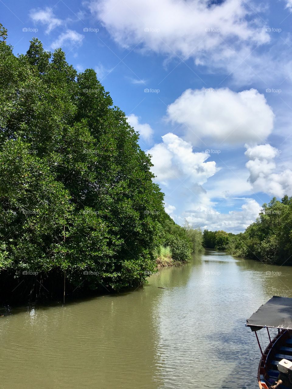 mangrove forest 