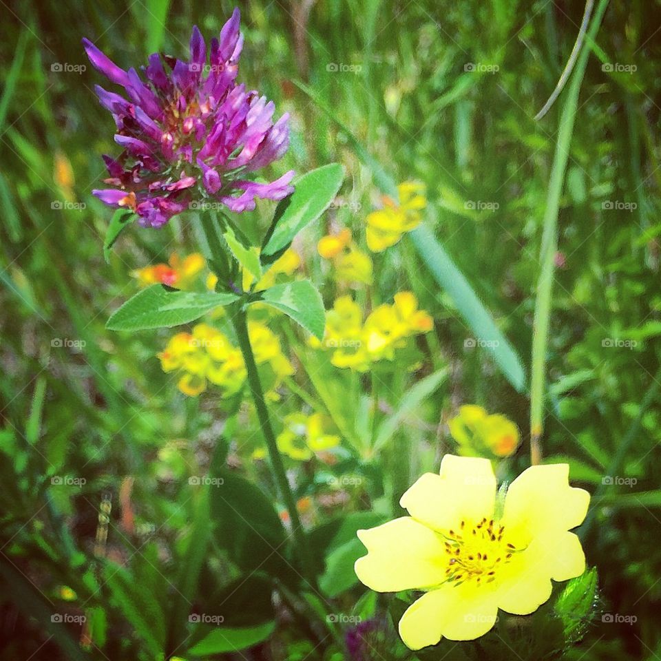 Wild Flowers