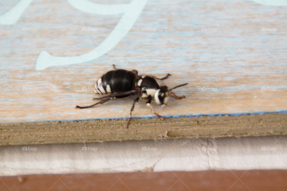 Bee on a sign