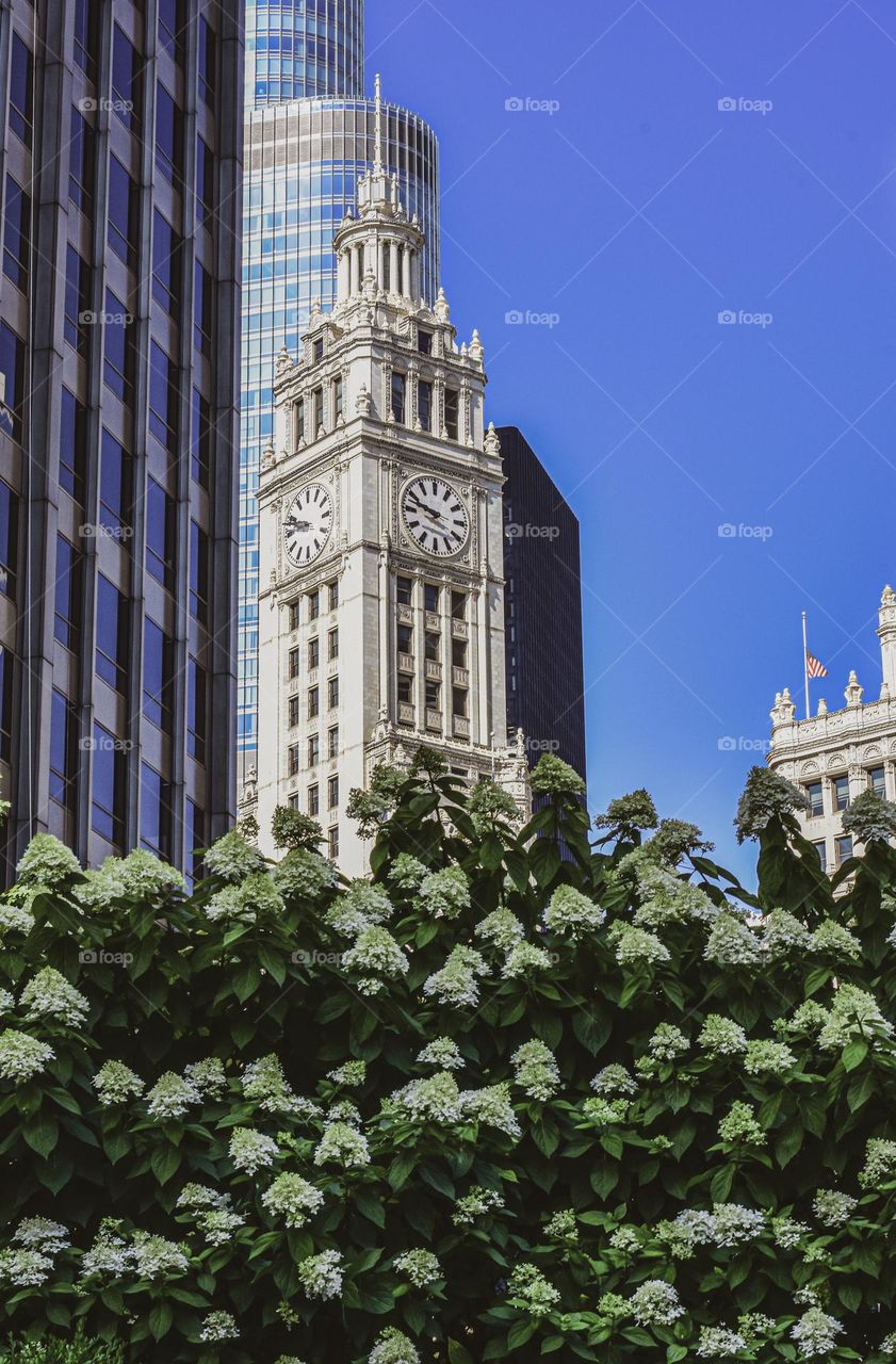 When nature meets the city. Memories from Chicago