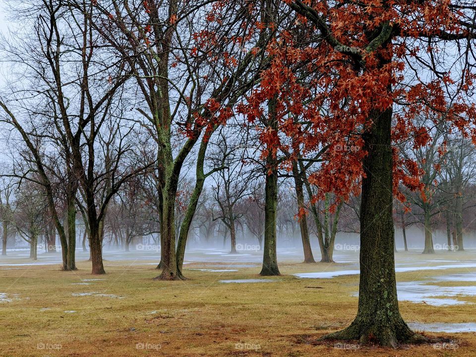 Autumn foggy Park