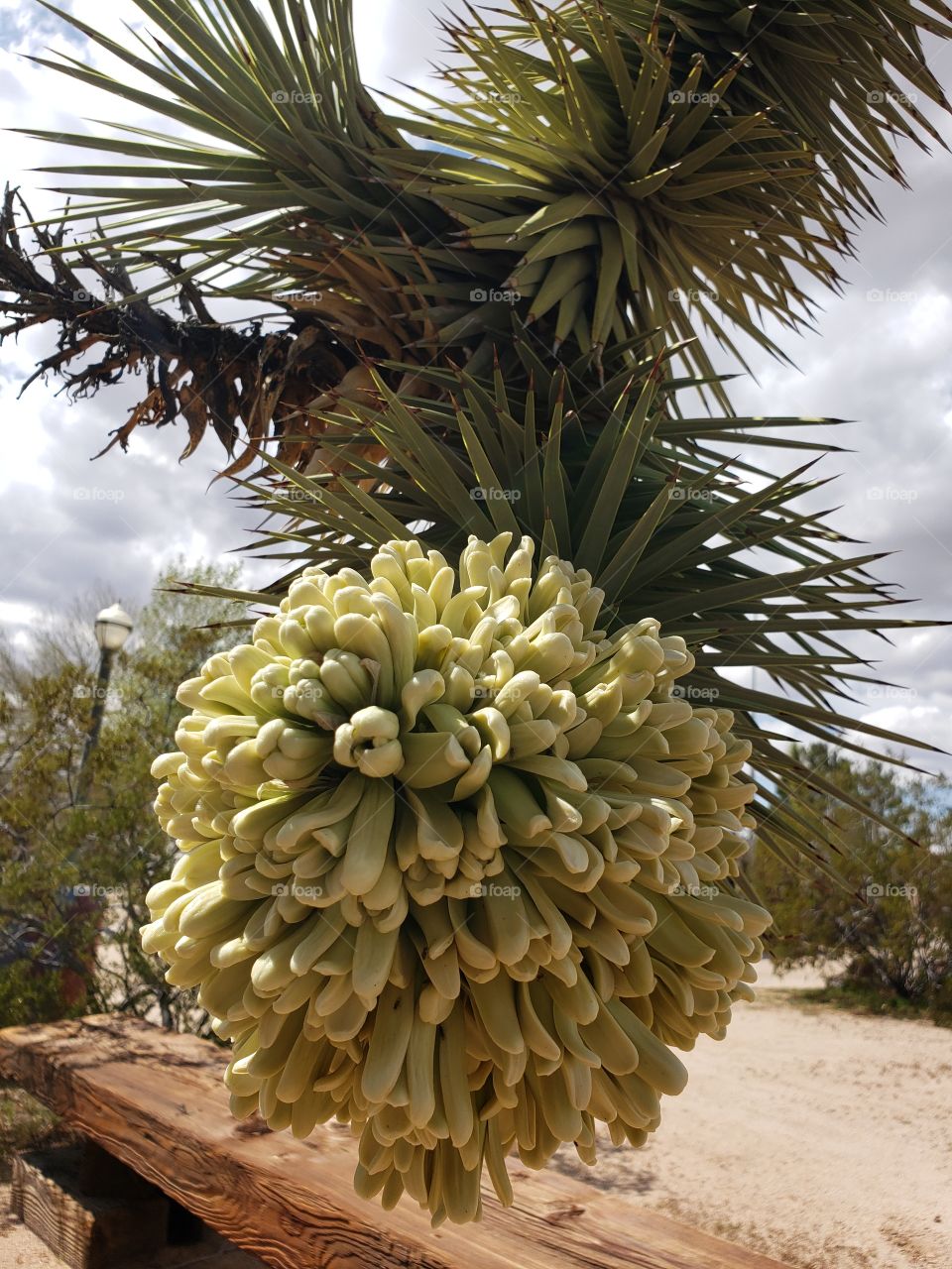 Joshua tree bloom