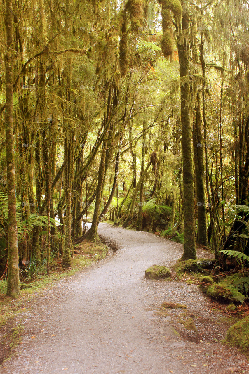 Road passing through the forest