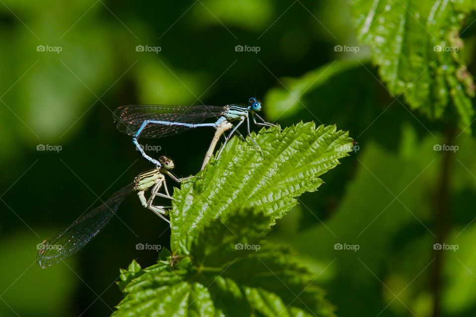 Damselflies pairing on leaf