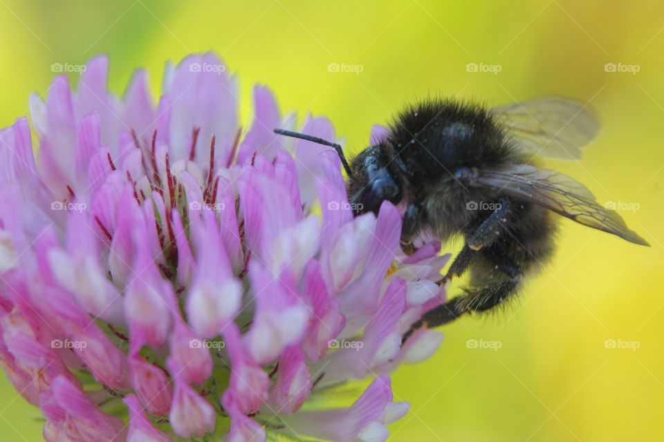 Humblebee on flower