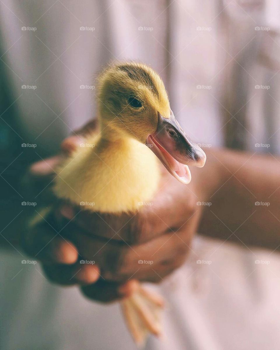 Duck in