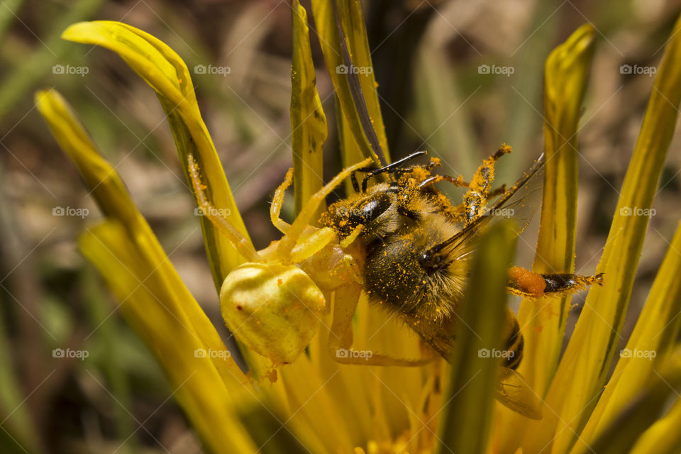 yellow crab spider caught a bee full of pollen