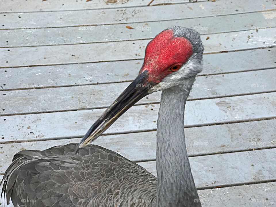 Sandhill Crane with a scissors beak.