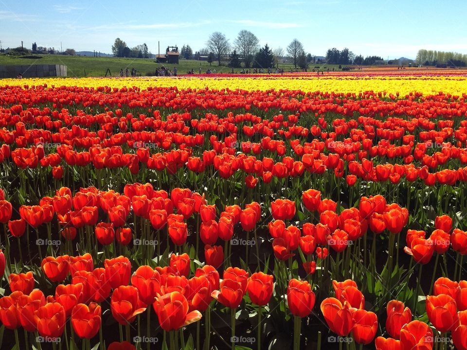 Tulip fields