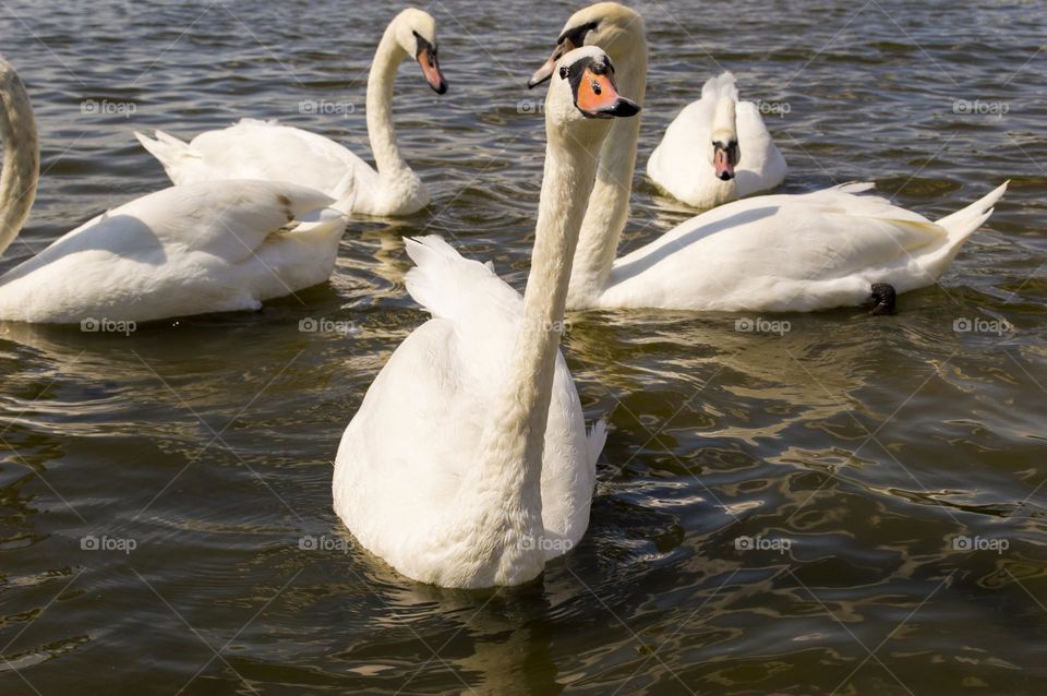 Swans