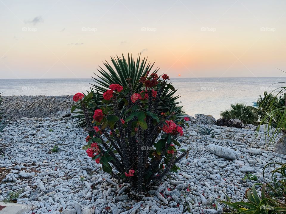 Caribbean impression 