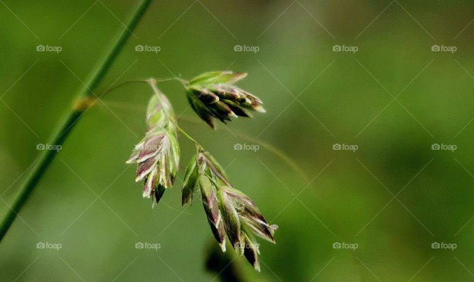 Grass Seeds ripening