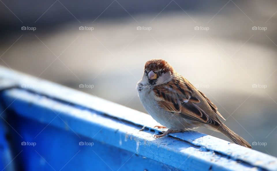 Sparrow perching on railing