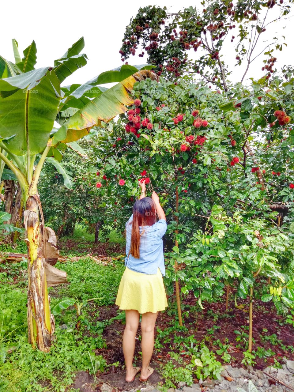 picking some fruits.