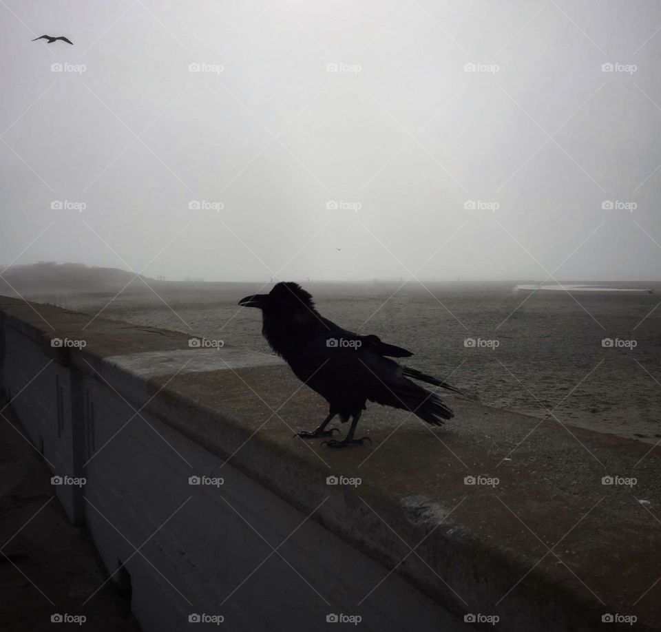 Silhouette of a crow standing on a wall with another bird flying above at a foggy beach