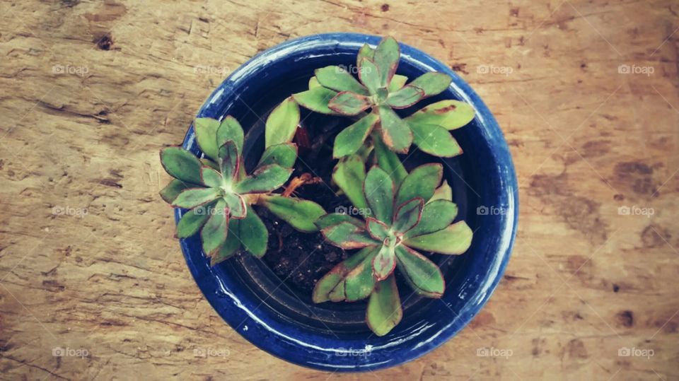 My succulent plant