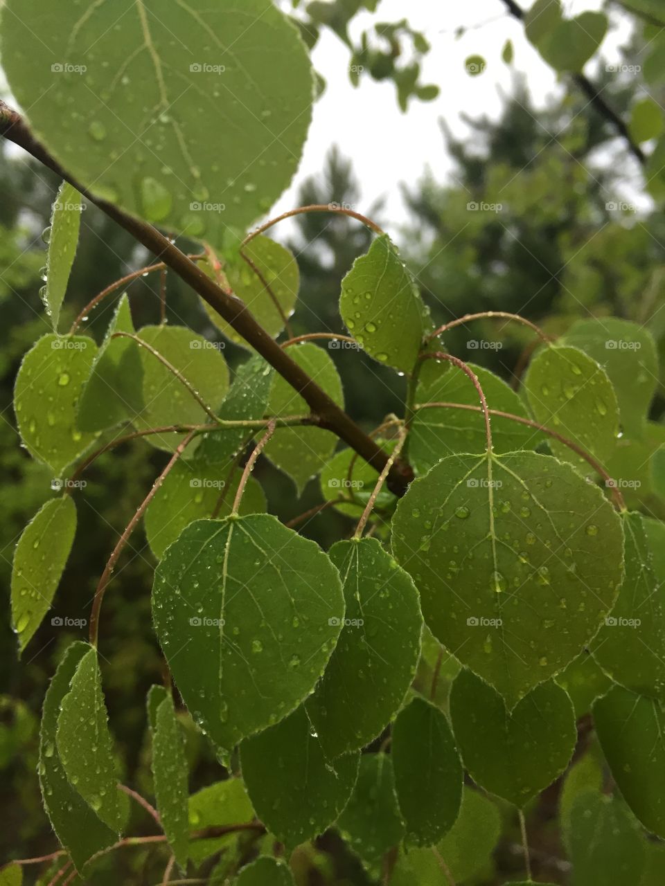 Leaves in the rain. Poplar leaves wet with rain drops