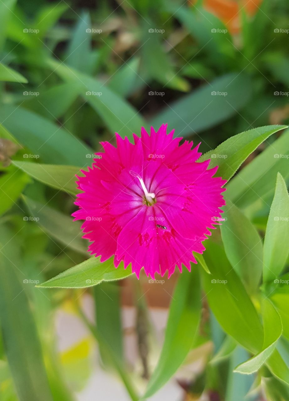 flower  - colors of life - ant