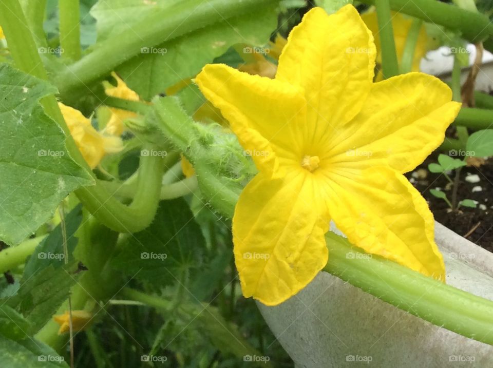 Cucumber
Cucumber Blossom

