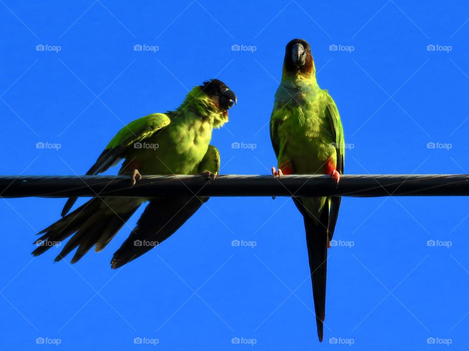 Wild Green Parrots