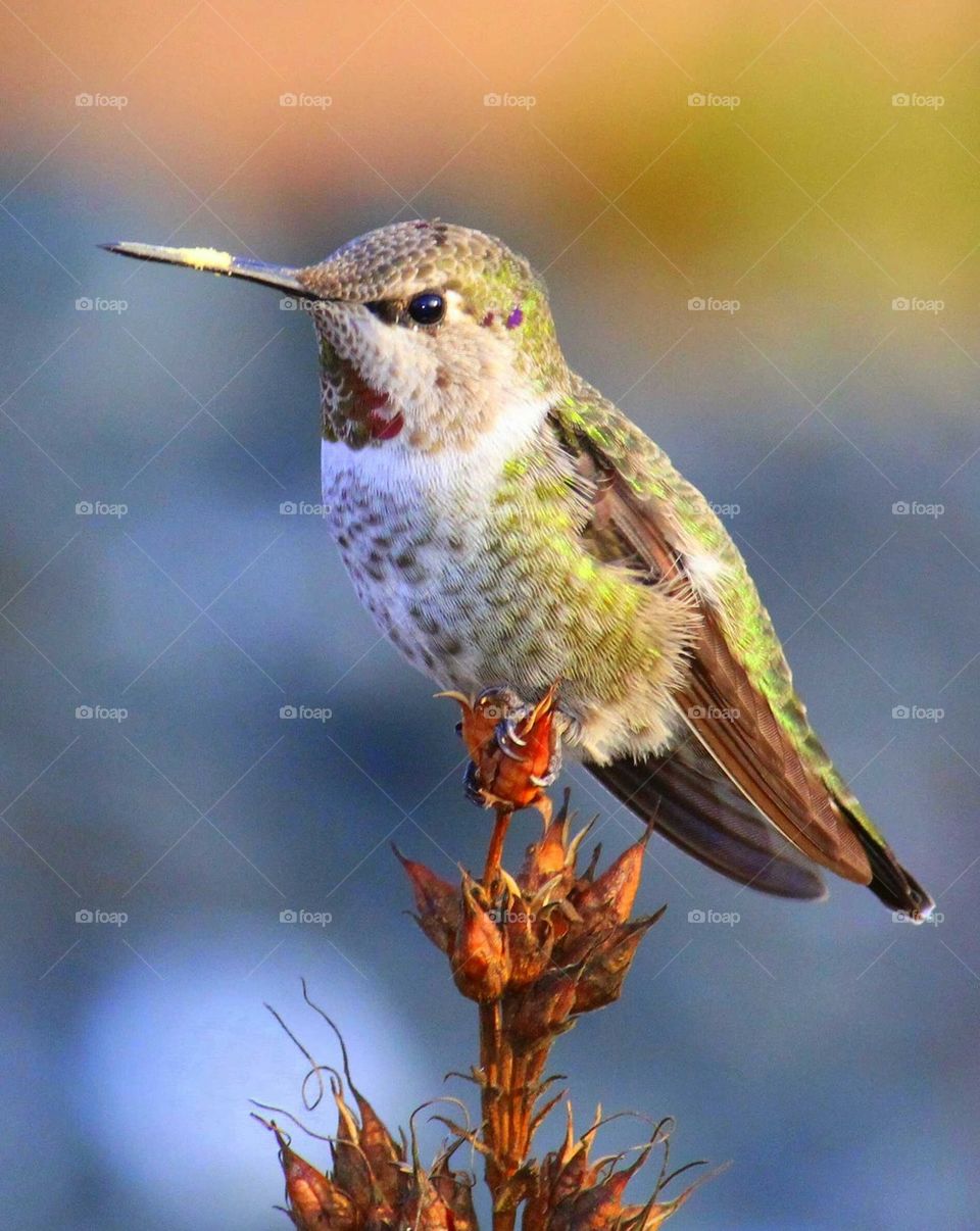 hummingbird perching on plant